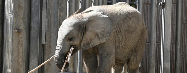 Nachwuchs im Tiergarten Schönbrunn