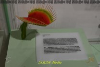 Venusfliegenfalle (Bild: Natalia Siedler)