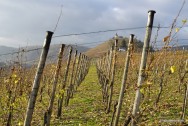In den Weinbergen an der Mosel