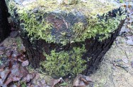 Moos auf Baumstumpf (© Sylvia Haendschke)