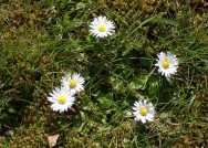 Moos und Gänseblümchen (© Sylvia Haendschke)