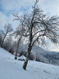 Winter in den Karpaten - Weintal-Oberwischau